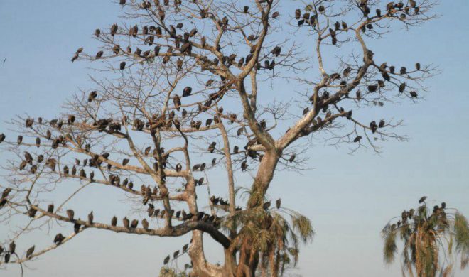 Ensaio sobre a vassalagem